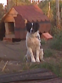 tom