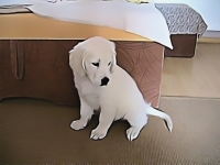 Лия