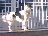 БЕРТА