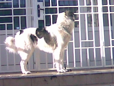 БЕРТА
