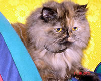 Smeshka