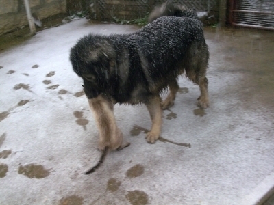 LAKI