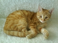 Vito