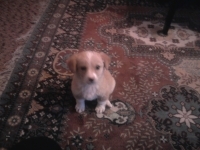 tobi