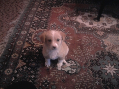tobi