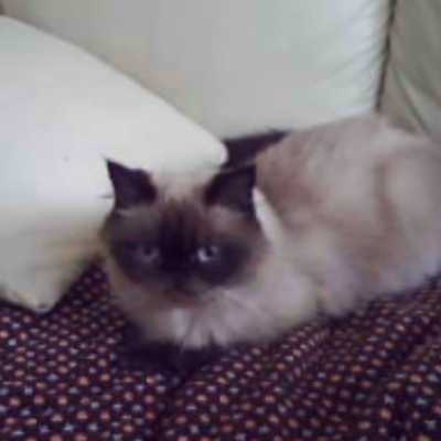 Мима