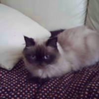 Мима