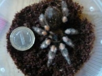 smithi