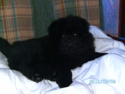 Pой