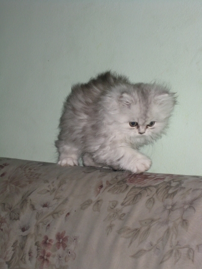 ELIF