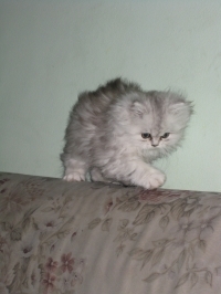 ELIF