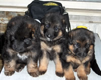 puppy