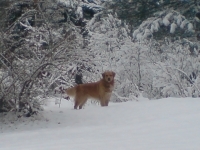 goldi