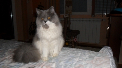 карина