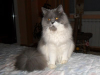 карина