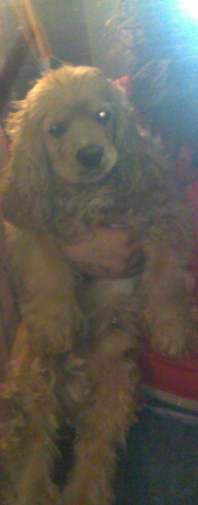Roni