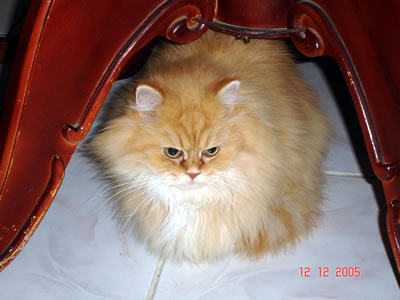  Мими