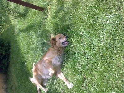 Berta