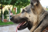 Роки
