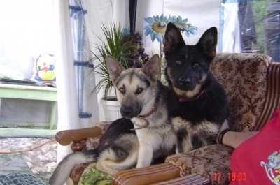 джули