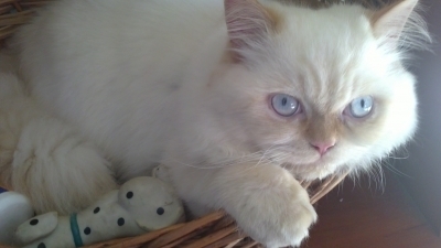 Merlin