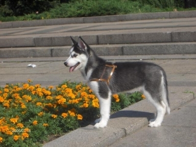 Лея