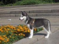 Лея