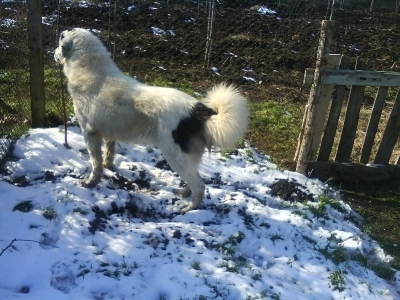 BOBI
