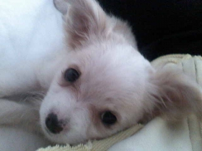 Marti
