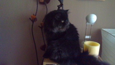 Mufy