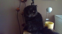 Mufy