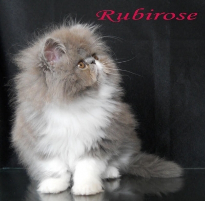 Персийско коте Rubirose