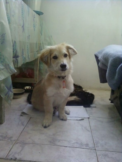 Maks