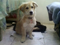 Maks
