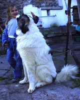 Аис
