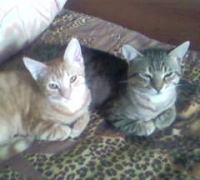 Kosta i Luki