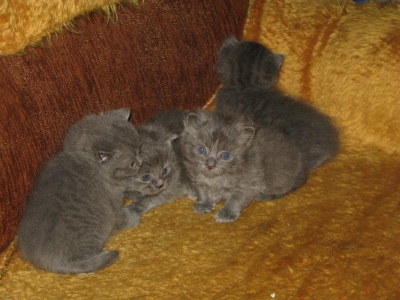 малки котенца, порода синя руска