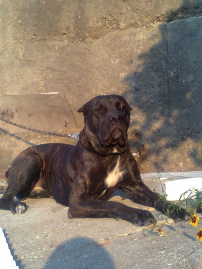 Продавам cane corso(кане корсо)