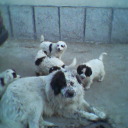 КАРАКАЧАНКИ