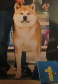 Sugay Akita Inu Kennel 