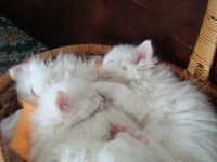 Didi and Perlite