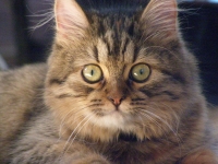 Лиса Коткова