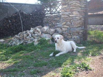 labrador