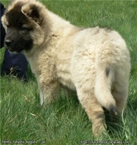 TERRA TANGRA TANGRA