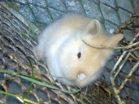 silviq