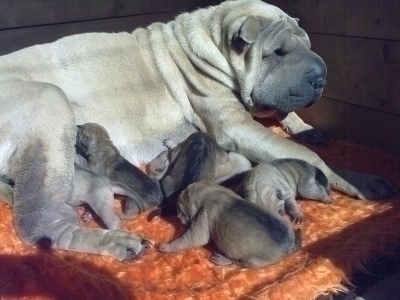 SHAR PEICHETA