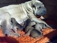SHAR PEICHETA