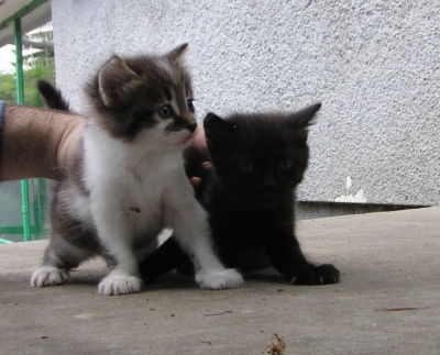 Подарявам малки котенца:  Снупи и Снупита