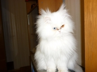 МИГЛЕНА