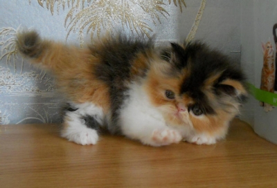 Персийски котенца – калико